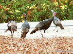 Wild Turkeys Crossing Street - Oct. 2013